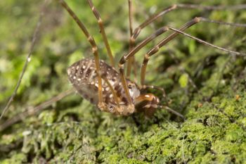 Media type: image;   Invertebrate Zoology 133309